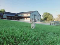 Corbin, a male Siberian Husky for sale in Spencerville, IN – 4 of 4