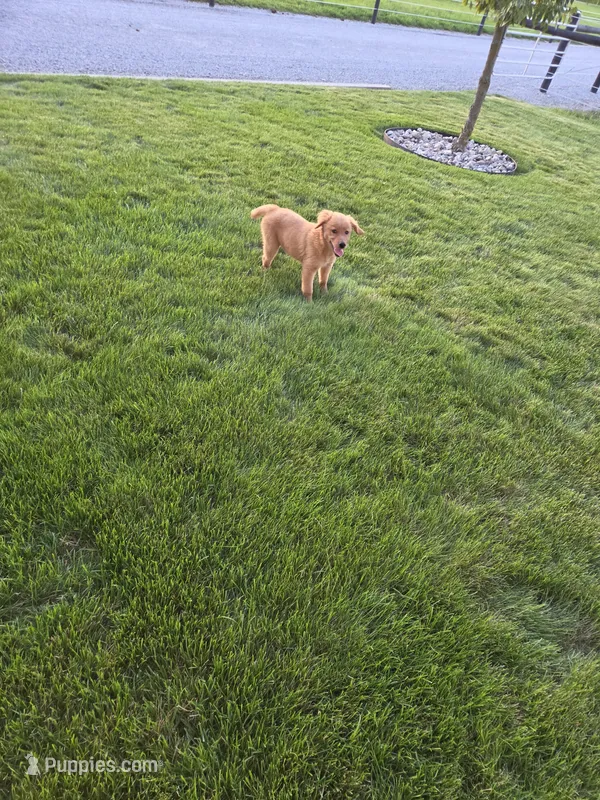 Lindsey  – Golden Retriever puppy for sale in Spencerville, IN