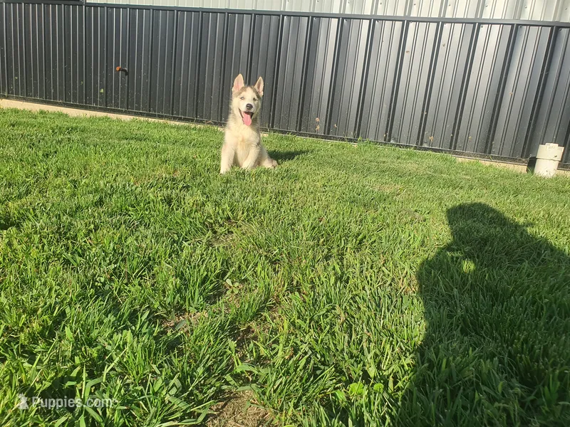Bently – Siberian Husky puppy for sale in Spencerville, IN