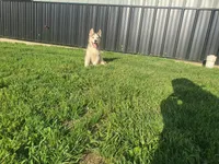 Bently, a male Siberian Husky for sale in Spencerville, IN – 1 of 7