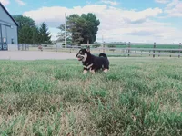 Princess, a female Shiba Inu for sale in Spencerville, IN – 3 of 5