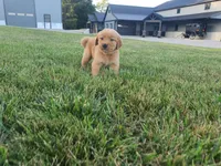 Buster, a male Golden Retriever for sale in Spencerville, IN – 2 of 7