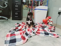 Buddy, a male Shiba Inu for sale in Spencerville, IN – Photo 3 of 7