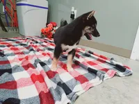 Buddy, a male Shiba Inu for sale in Spencerville, IN – Photo 2 of 7