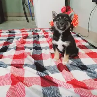 Buddy, a male Shiba Inu for sale in Spencerville, IN – Photo 6 of 7