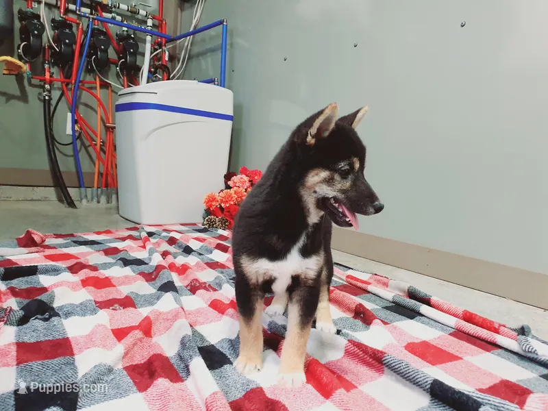 Buddy – Shiba Inu puppy on hold in Spencerville, IN