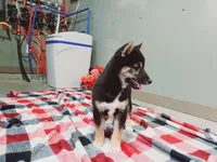 Buddy, a male Shiba Inu for sale in Spencerville, IN – Photo 1 of 7