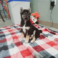 Buddy, a male Shiba Inu for sale in Spencerville, IN – Photo 4 of 7