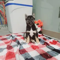 Buddy, a male Shiba Inu for sale in Spencerville, IN – Photo 5 of 7