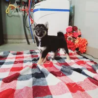 Buddy, a male Shiba Inu for sale in Spencerville, IN – Photo 7 of 7