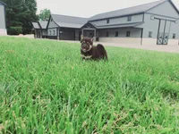 Cassie , a female Shiba Inu for sale in Spencerville, IN – 5 of 6