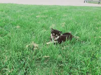 Coco, a male Shiba Inu for sale in Spencerville, IN – 3 of 6