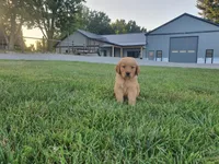 Alijah, a male Golden Retriever for sale in Spencerville, IN – 5 of 6