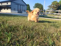 Sophie , a female Golden Retriever for sale in Spencerville, IN – 3 of 10