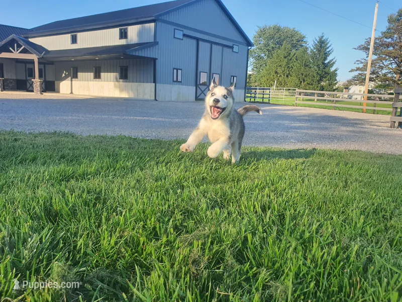 Corbin – Siberian Husky puppy for sale in Spencerville, IN