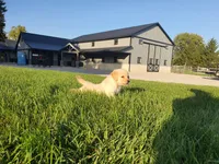 Luna, a female Golden Retriever for sale in Spencerville, IN – 5 of 8
