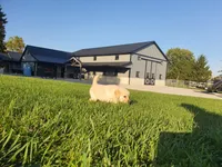 Luna, a female Golden Retriever for sale in Spencerville, IN – 4 of 8