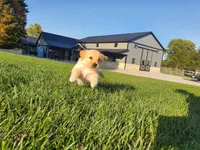 Luna, a female Golden Retriever for sale in Spencerville, IN – 7 of 8