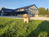 Drake , a male Golden Retriever for sale in Spencerville, IN – 2 of 6