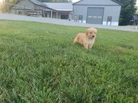 Harley, a male Golden Retriever for sale in Spencerville, IN – 4 of 4
