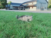 Corbin, a male Siberian Husky for sale in Spencerville, IN – 2 of 4