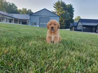 Buster, a male Golden Retriever for sale in Spencerville, IN – 4 of 7