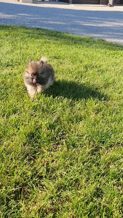Munchkin, a female Pomeranian for sale in Spencerville, IN – 10 of 10