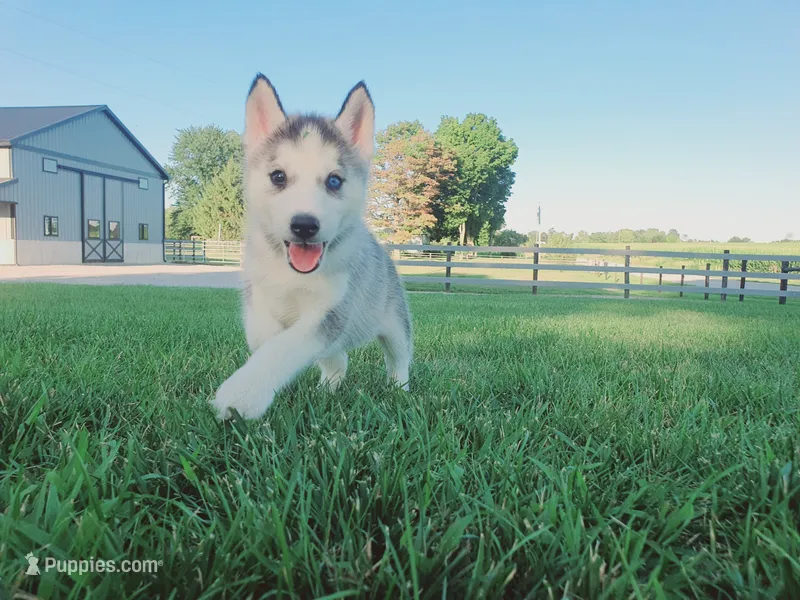 Sadie – Siberian Husky puppy for sale in Spencerville, IN