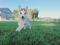 Sadie, a female Siberian Husky for sale in Spencerville, IN – 1 of 4