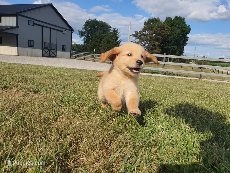 Sophie  – Golden Retriever puppy for sale in Spencerville, IN