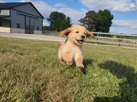 Sophie , a female Golden Retriever for sale in Spencerville, IN – 1 of 10