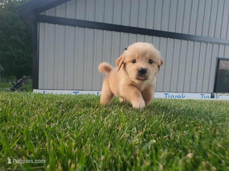 Sophie  – Golden Retriever puppy for sale in Spencerville, IN