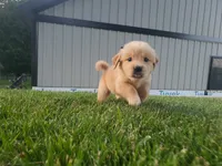 Sophie , a female Golden Retriever for sale in Spencerville, IN – 1 of 4