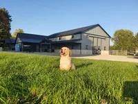 Drake , a male Golden Retriever for sale in Spencerville, IN – 4 of 6