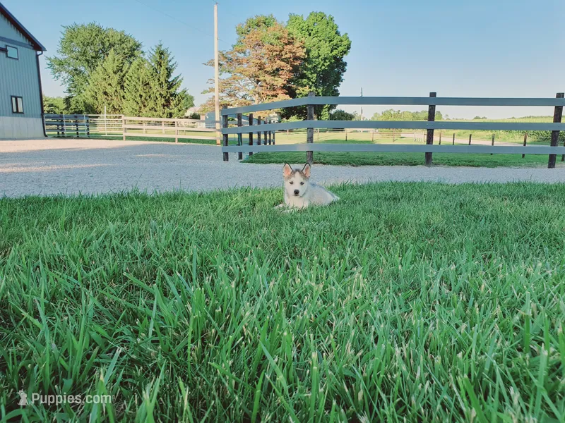 Bently – Siberian Husky puppy for sale in Spencerville, IN