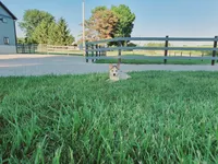 Bently, a male Siberian Husky for sale in Spencerville, IN – 1 of 3