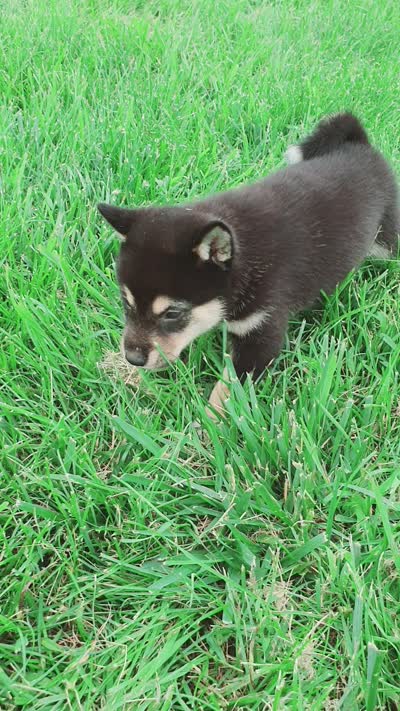 Coco, a male Shiba Inu for sale in Spencerville, IN – 6 of 6