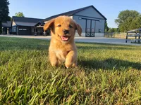 Angela, a female Golden Retriever for sale in Spencerville, IN – 1 of 9