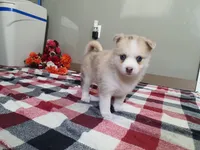 Princess , a female Pomsky for sale in Spencerville, IN – Photo 3 of 5