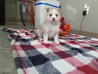 Princess , a female Pomsky for sale in Spencerville, IN – Photo 4 of 5