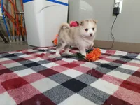 Princess , a female Pomsky for sale in Spencerville, IN – Photo 5 of 5