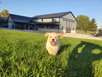 Charly, a male Golden Retriever for sale in Spencerville, IN – 2 of 5