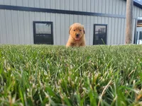 Gracie , a female Golden Retriever for sale in Spencerville, IN – 2 of 5