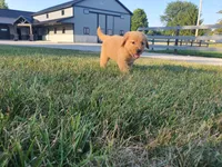 Gracie , a female Golden Retriever for sale in Spencerville, IN – 3 of 9