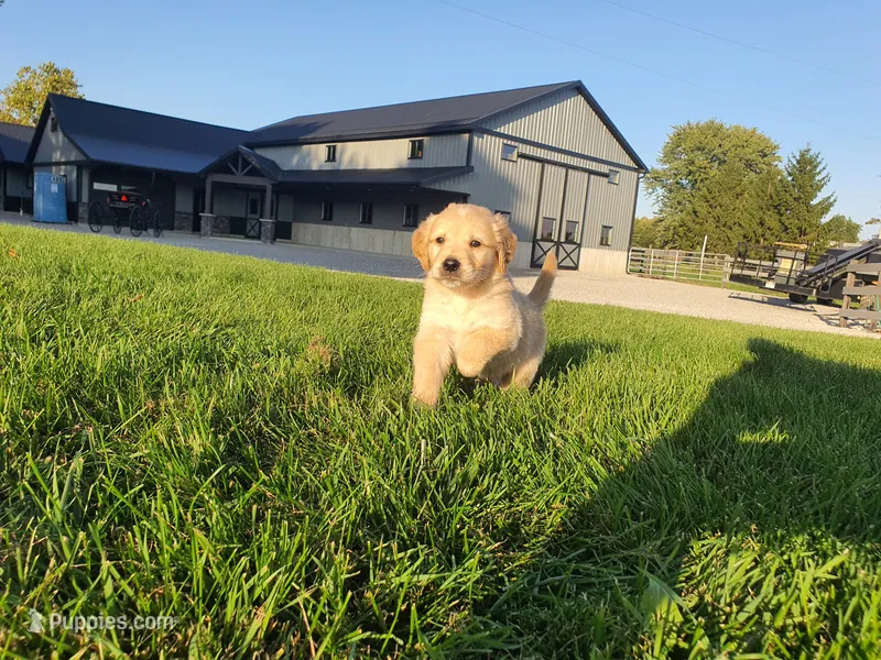 Drake  – Golden Retriever puppy for sale in Spencerville, IN