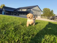 Drake , a male Golden Retriever for sale in Spencerville, IN – 1 of 6