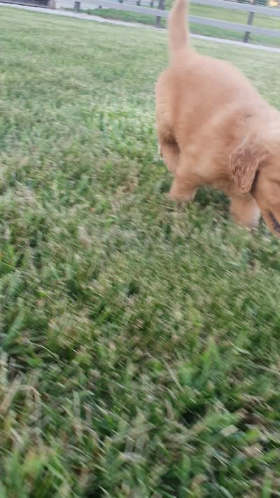 Alijah, a male Golden Retriever for sale in Spencerville, IN – 6 of 6