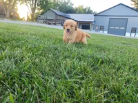 Corbin, a male Golden Retriever for sale in Spencerville, IN – 2 of 5