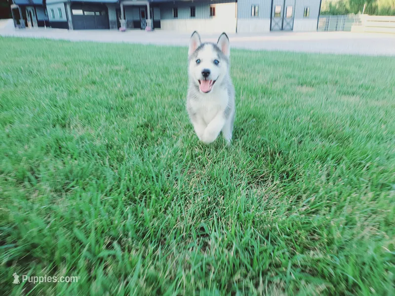 Corbin – Siberian Husky puppy for sale in Spencerville, IN