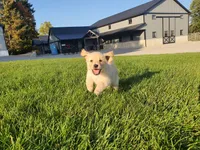 Luna, a female Golden Retriever for sale in Spencerville, IN – 1 of 8